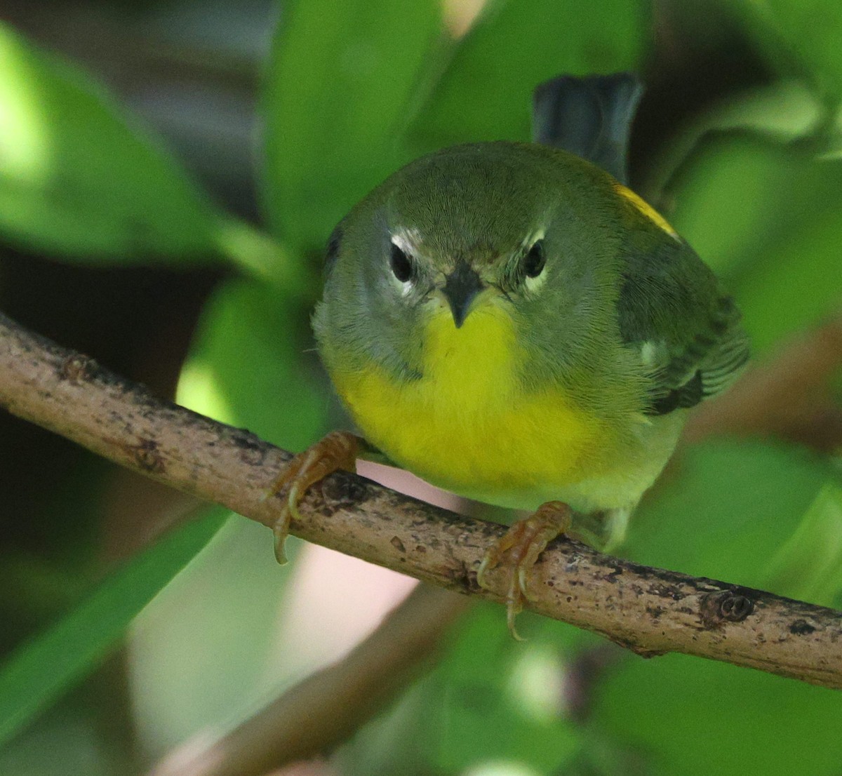 Northern Parula - ML515685671