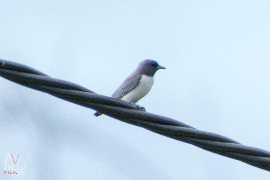 White-breasted Woodswallow - Rodney Appleby