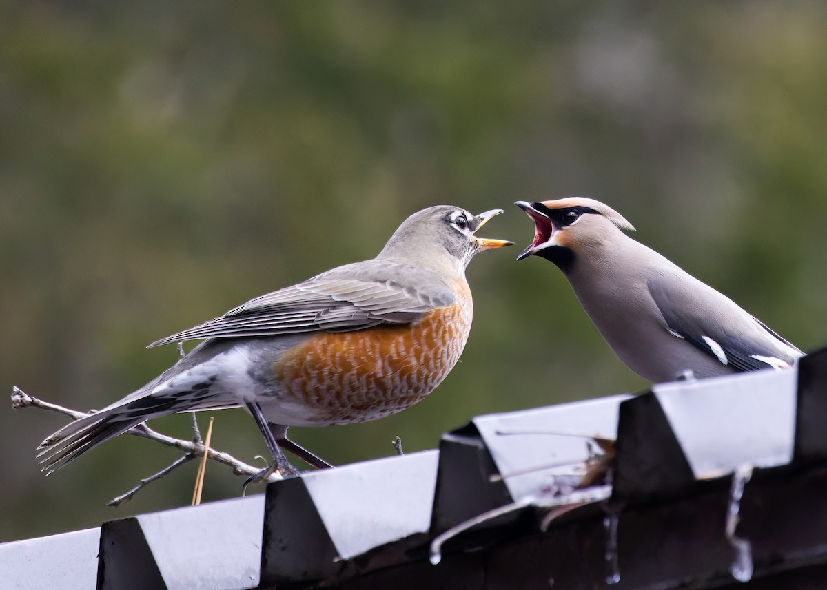 Bohemian Waxwing - ML515685811