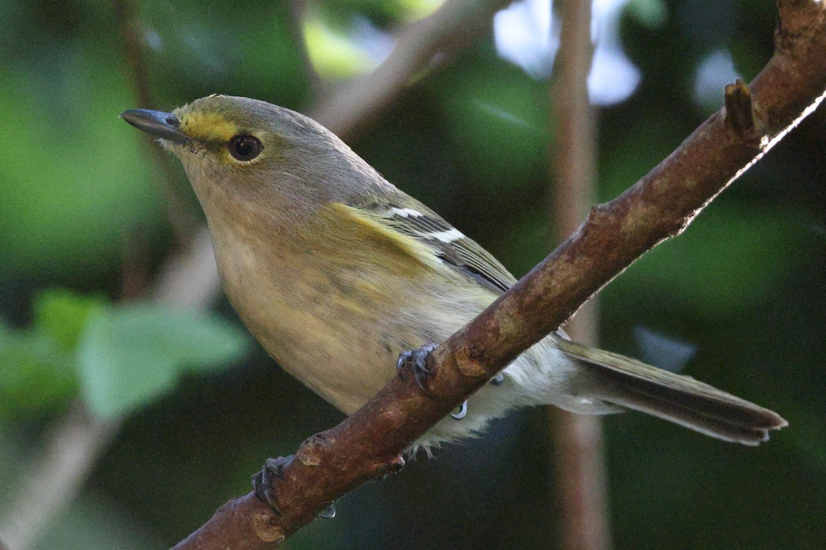 Vireo Ojiblanco - ML515685831