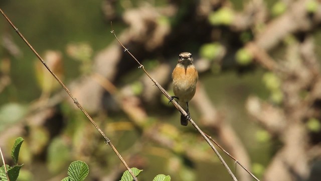 Siberian Stonechat - ML515686