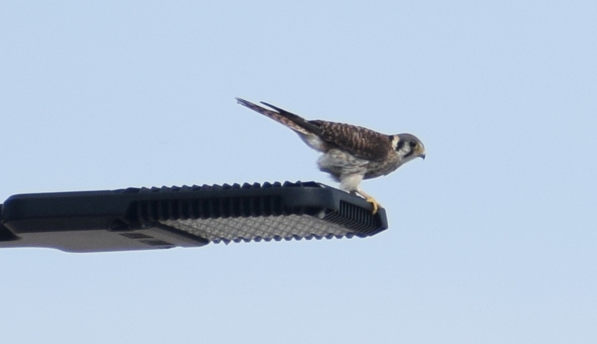 American Kestrel - ML515687821