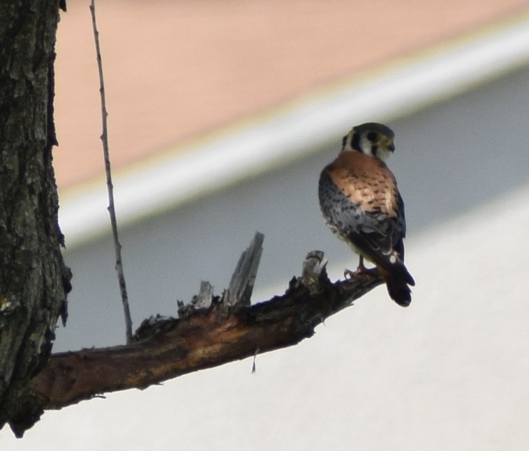 American Kestrel - Richard Buist