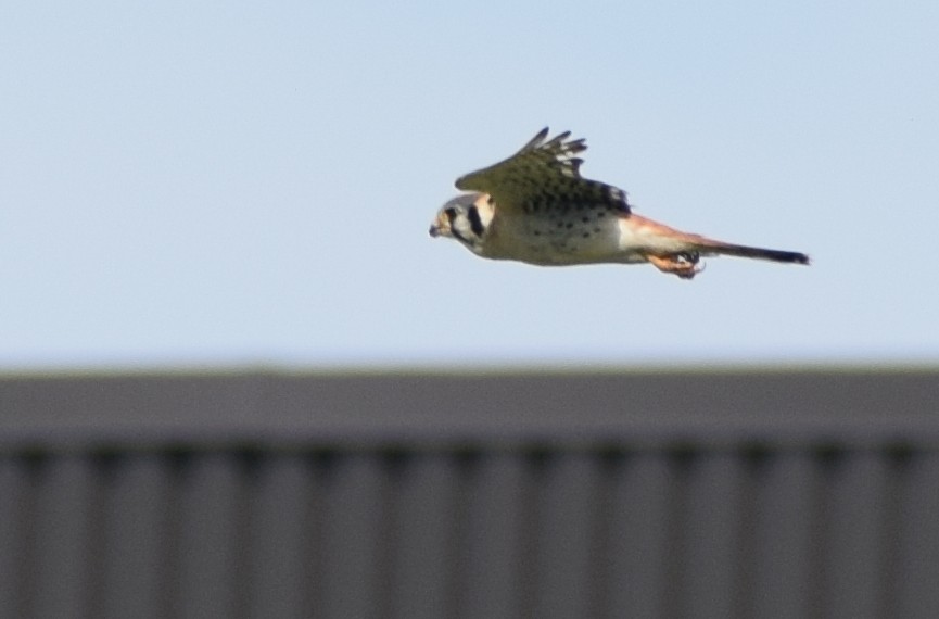 American Kestrel - Richard Buist