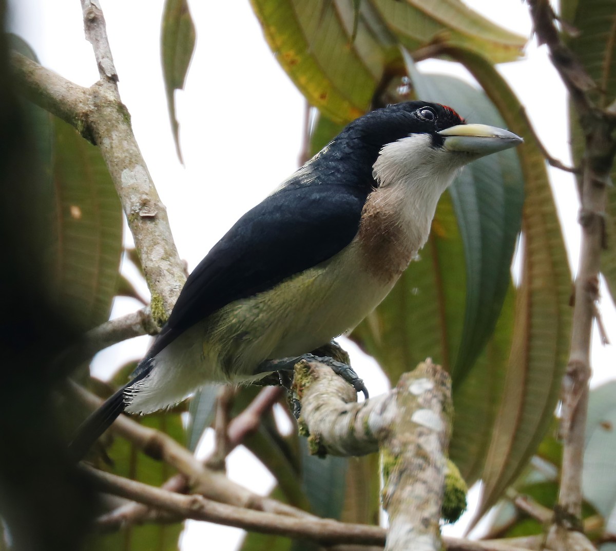 White-mantled Barbet - ML515688711