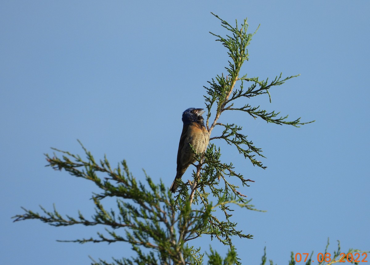 Blue Grosbeak - Bob Anderson