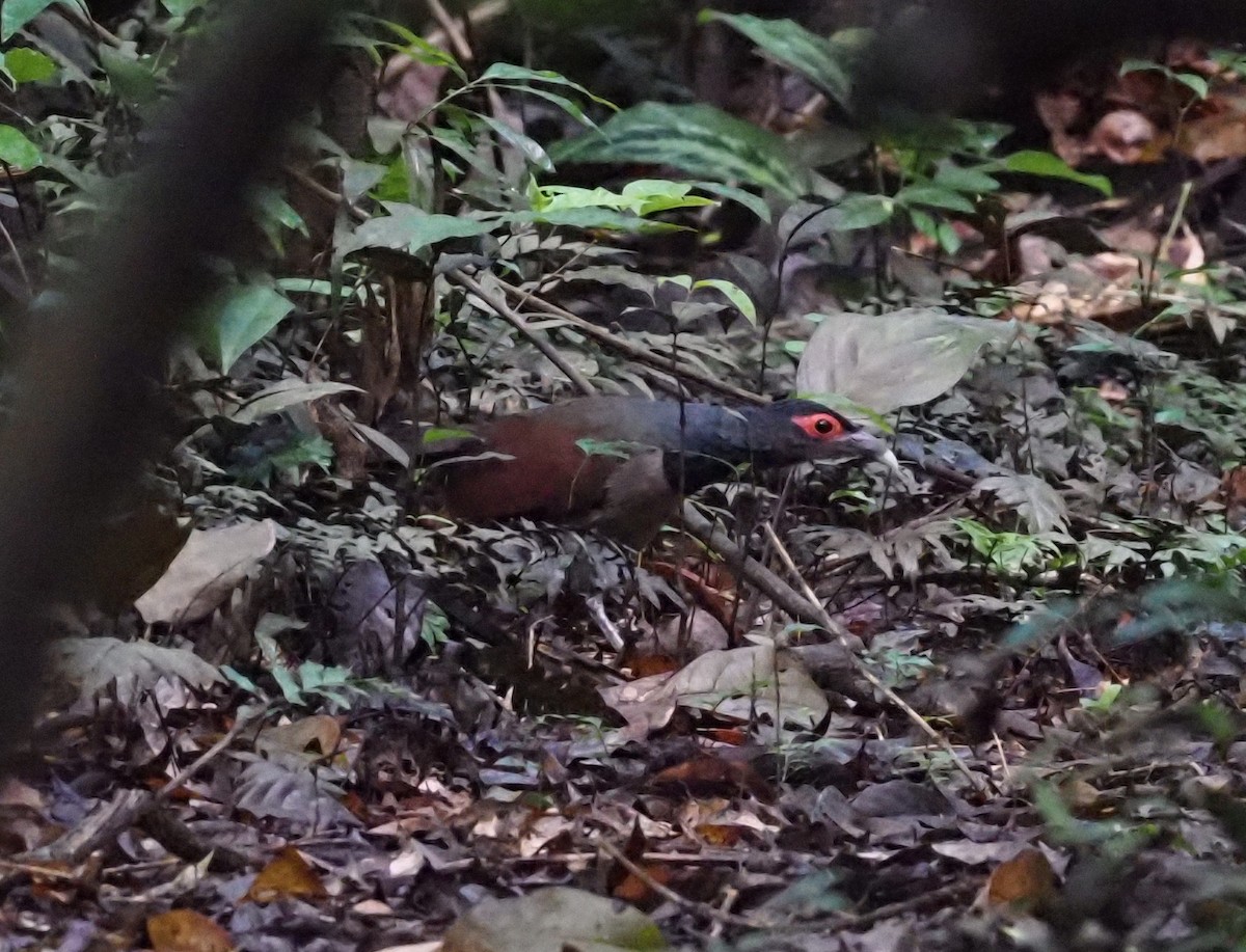 Rufous-winged Ground-Cuckoo - ML515689161