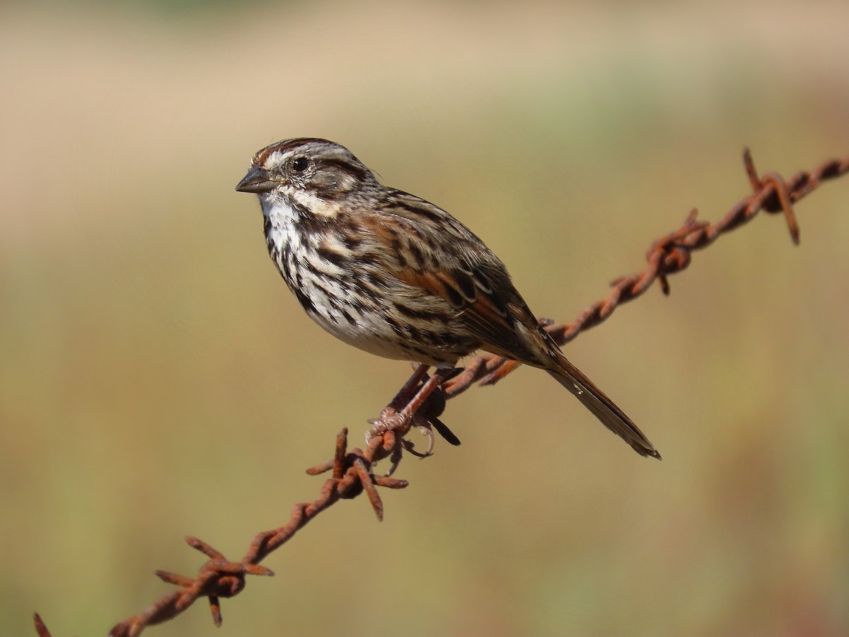 Song Sparrow (heermanni Group) - ML515690071