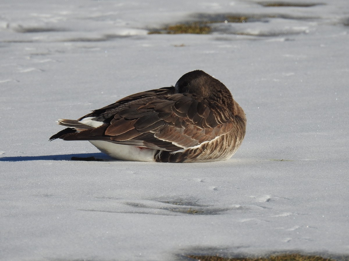 Greater White-fronted Goose - ML515692291