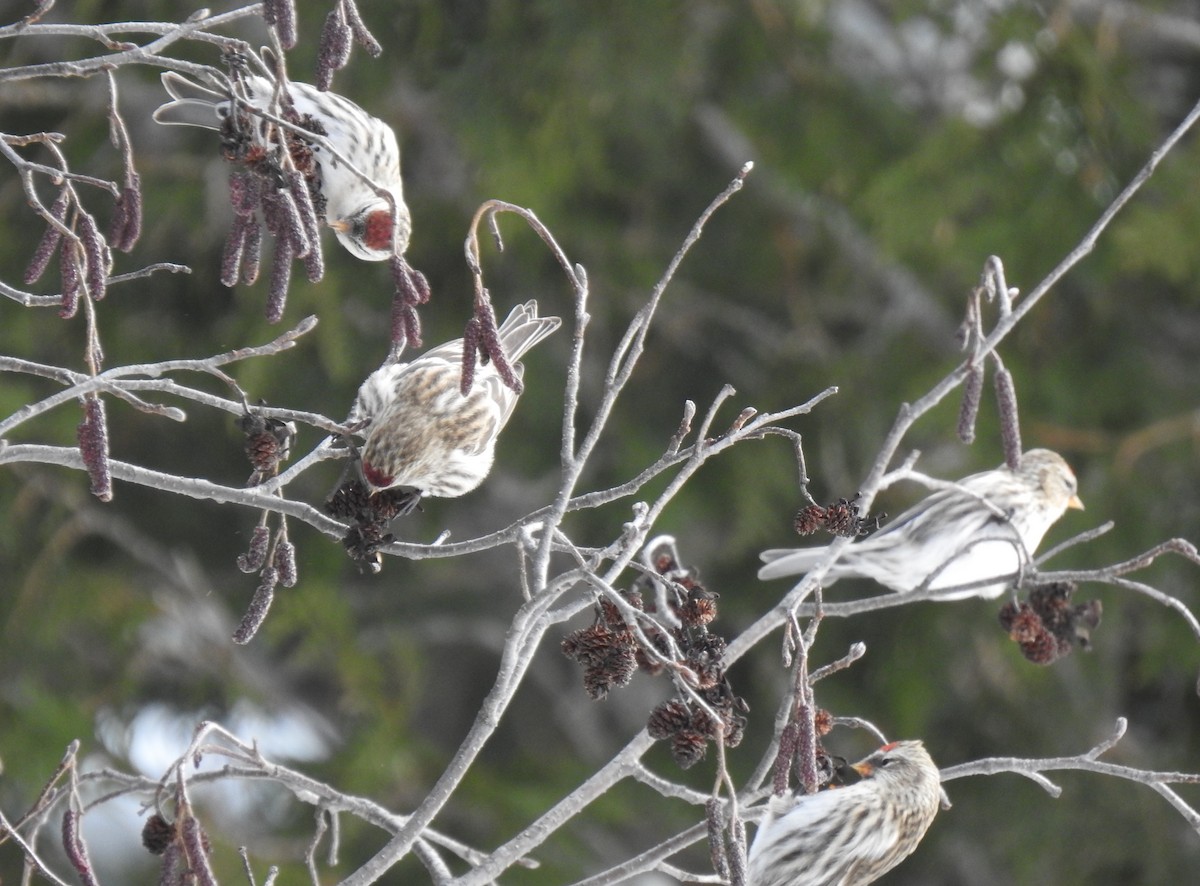 Common Redpoll - ML515692551