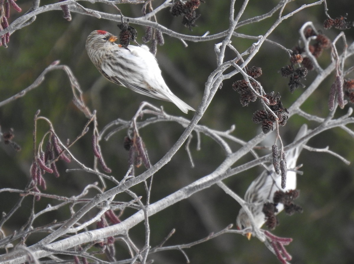 Common Redpoll - ML515692581