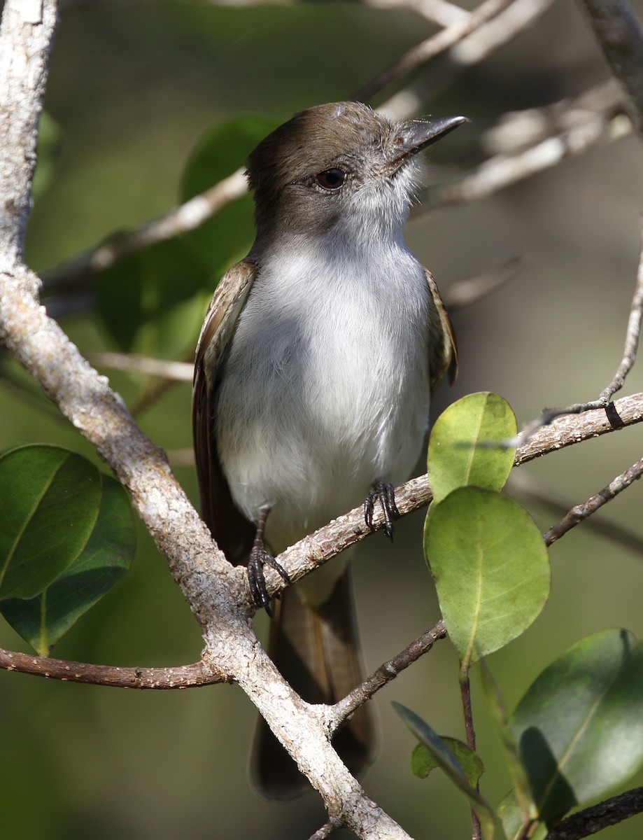 La Sagra's Flycatcher - ML51569291