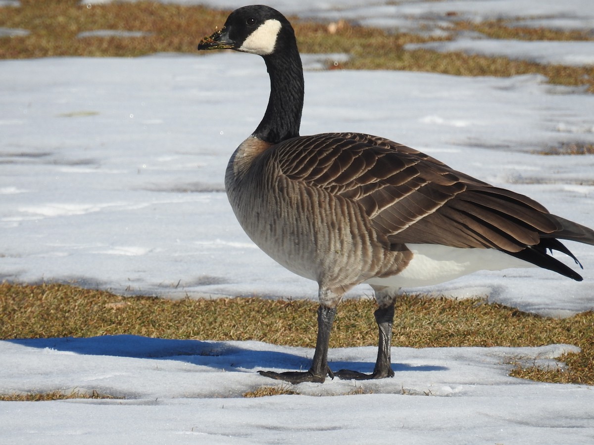 Cackling/Canada Goose - ML515693291