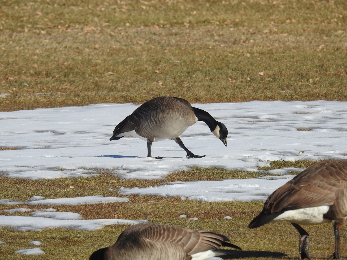 Cackling Goose - Mark Philippart