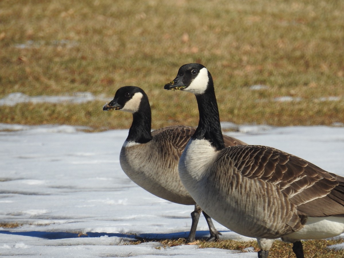 Cackling Goose - Mark Philippart