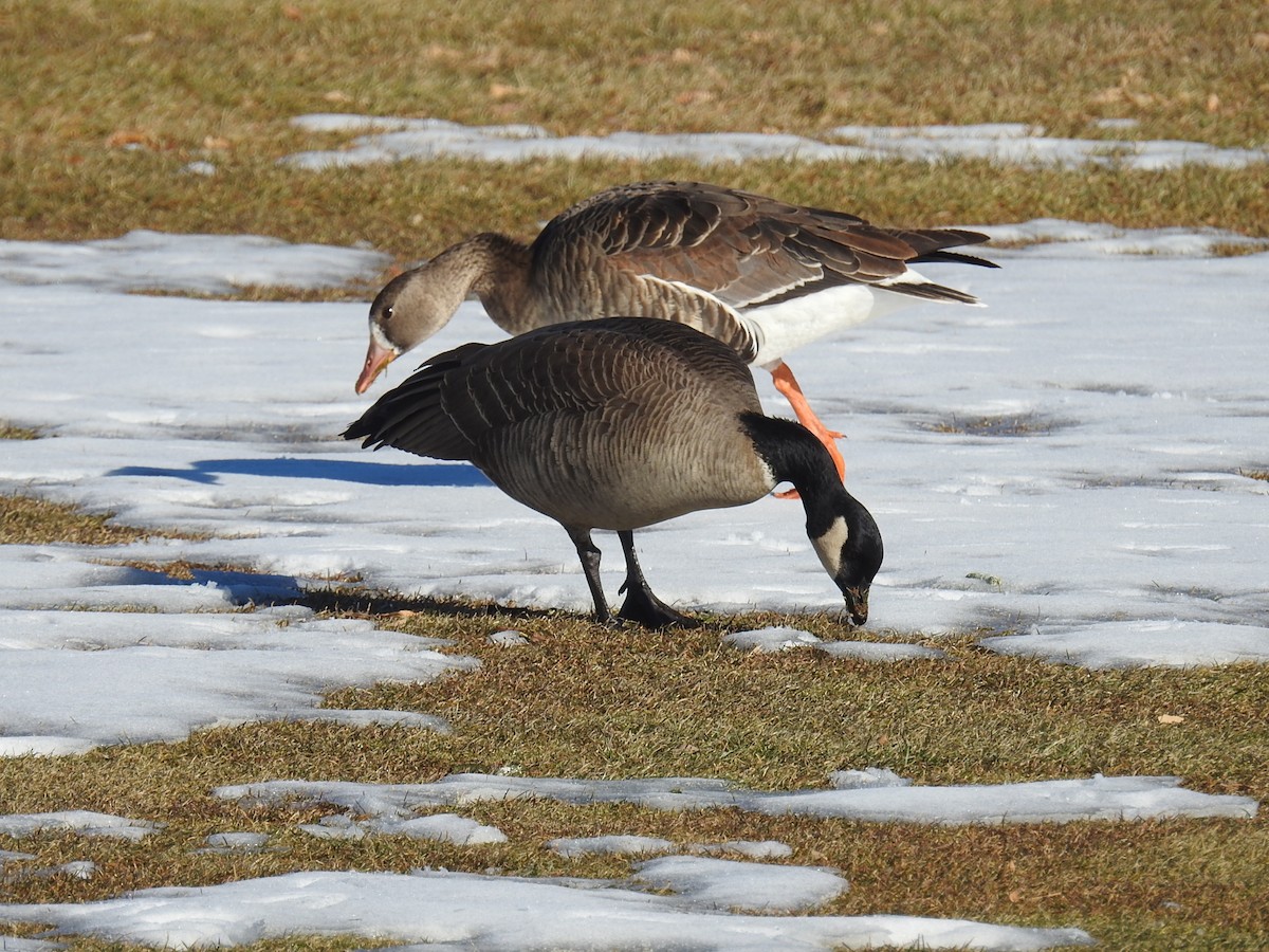 Cackling Goose - Mark Philippart