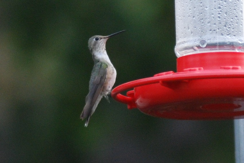 Broad-tailed Hummingbird - ML515694371