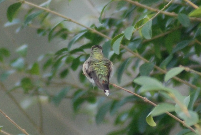 Geniş Kuyruklu Kolibri - ML515694381