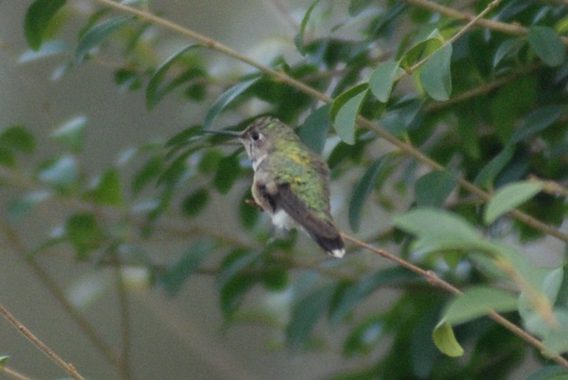 Geniş Kuyruklu Kolibri - ML515694391