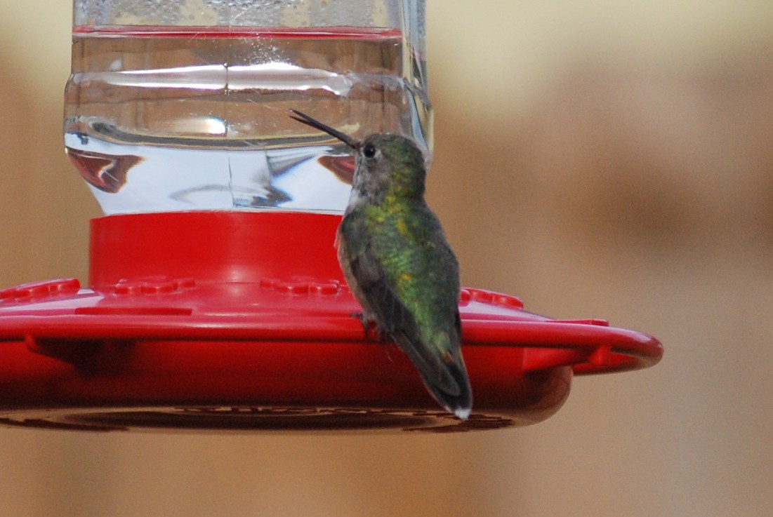 Broad-tailed Hummingbird - ML515694401