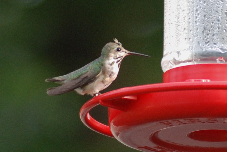 Calliope Hummingbird - David Jeffrey Ringer