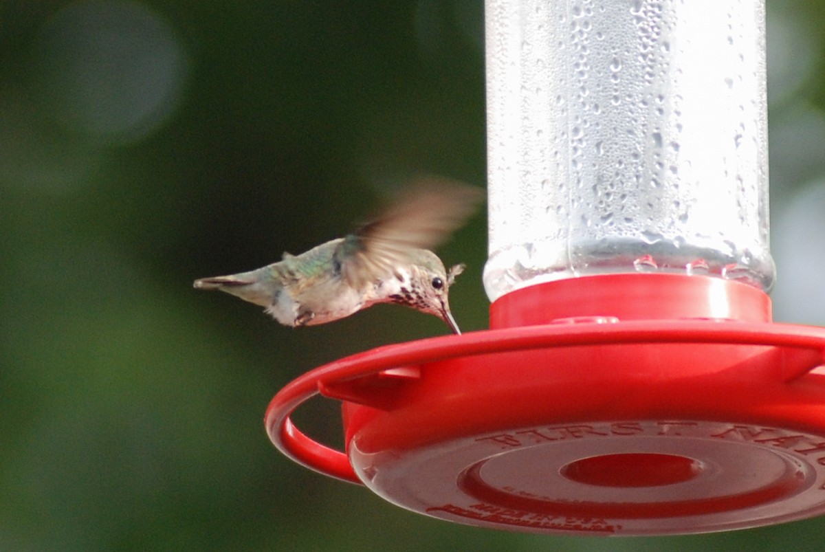 Calliope Hummingbird - ML515694501