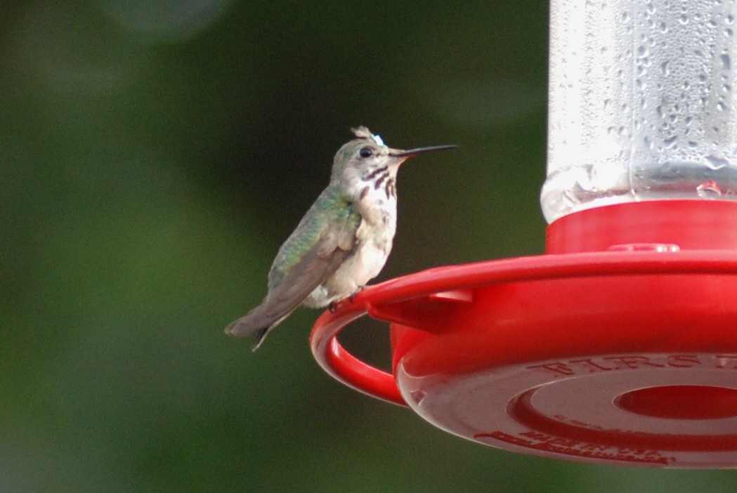 Calliope Hummingbird - ML515694511