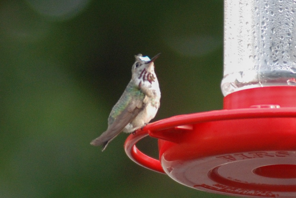 Calliope Hummingbird - ML515694521