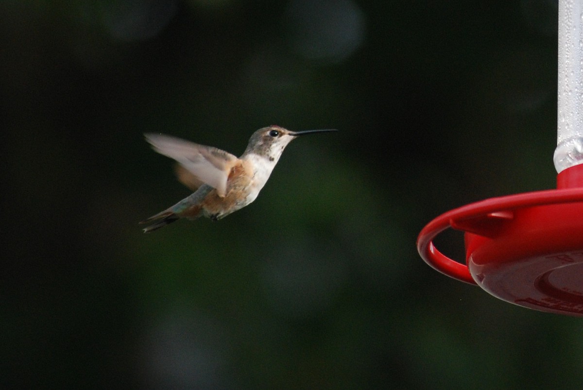 Rufous Hummingbird - ML515694681