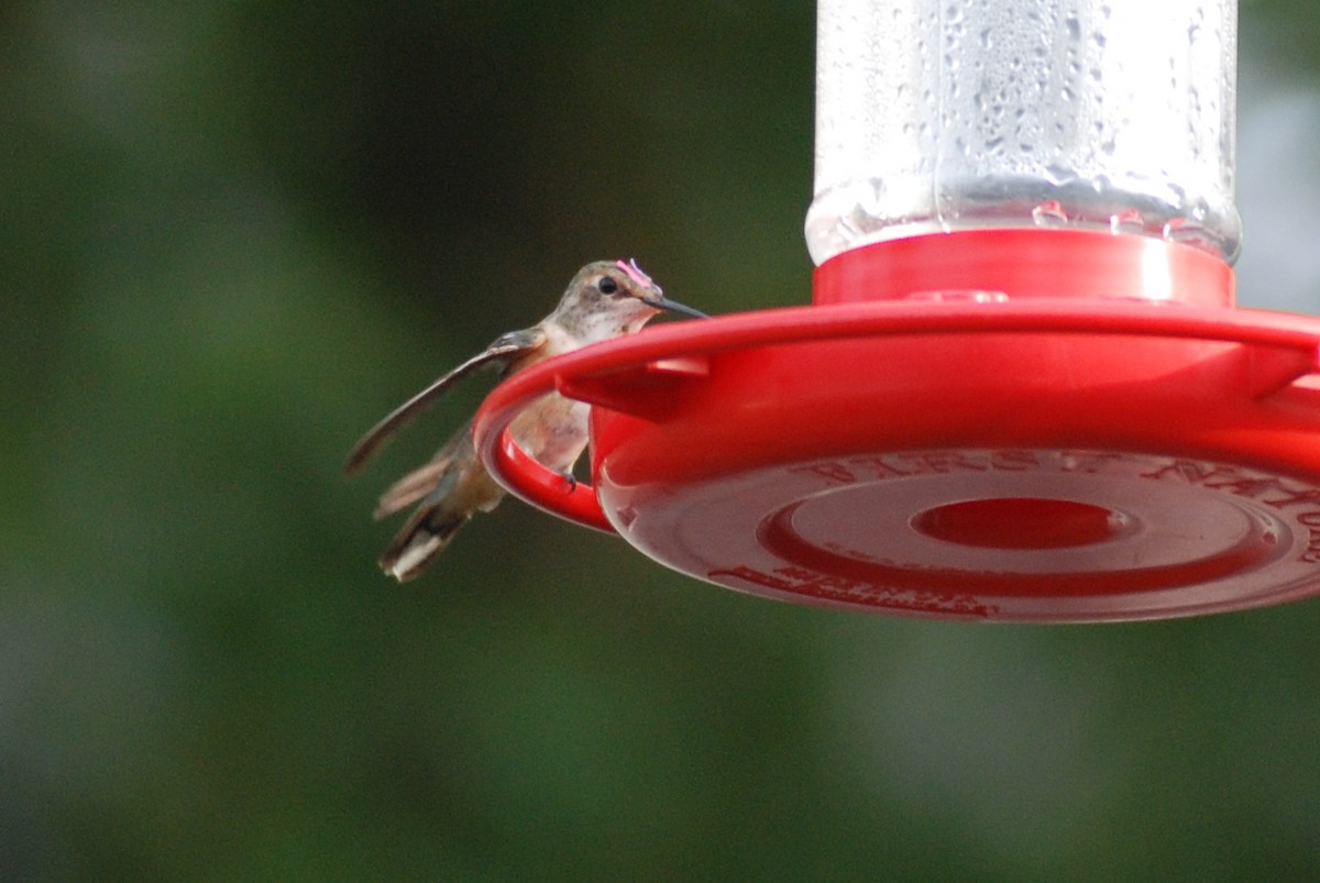 Rufous Hummingbird - ML515694691