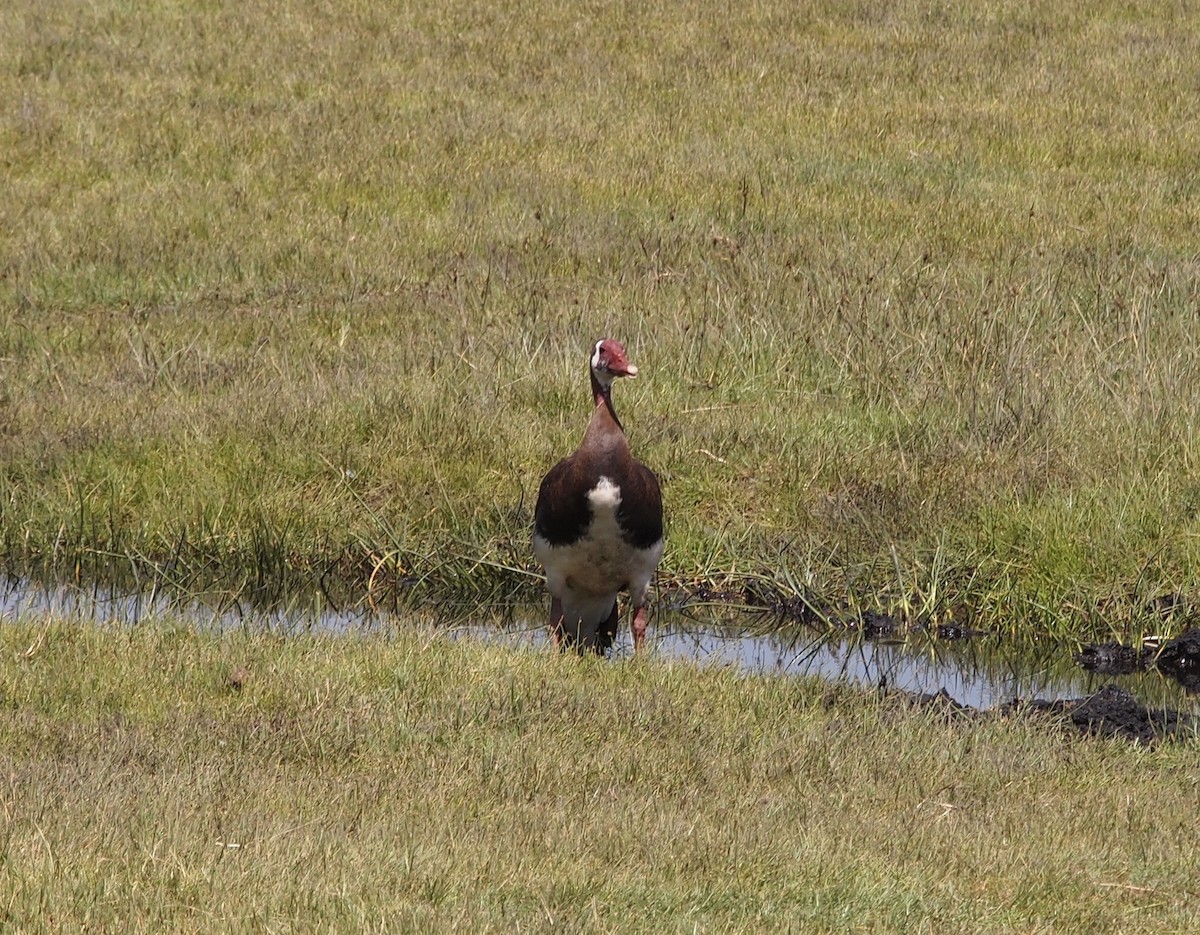 Spur-winged Goose - ML515696071