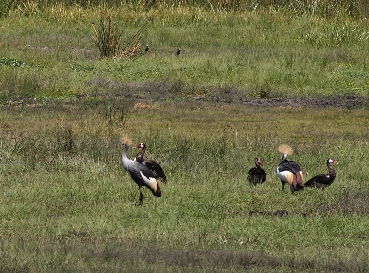 Spur-winged Goose - ML515696371