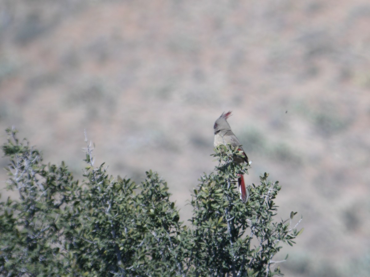 Cardinal pyrrhuloxia - ML515697681