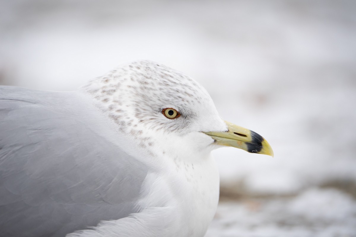 Ring-billed Gull - ML515697871