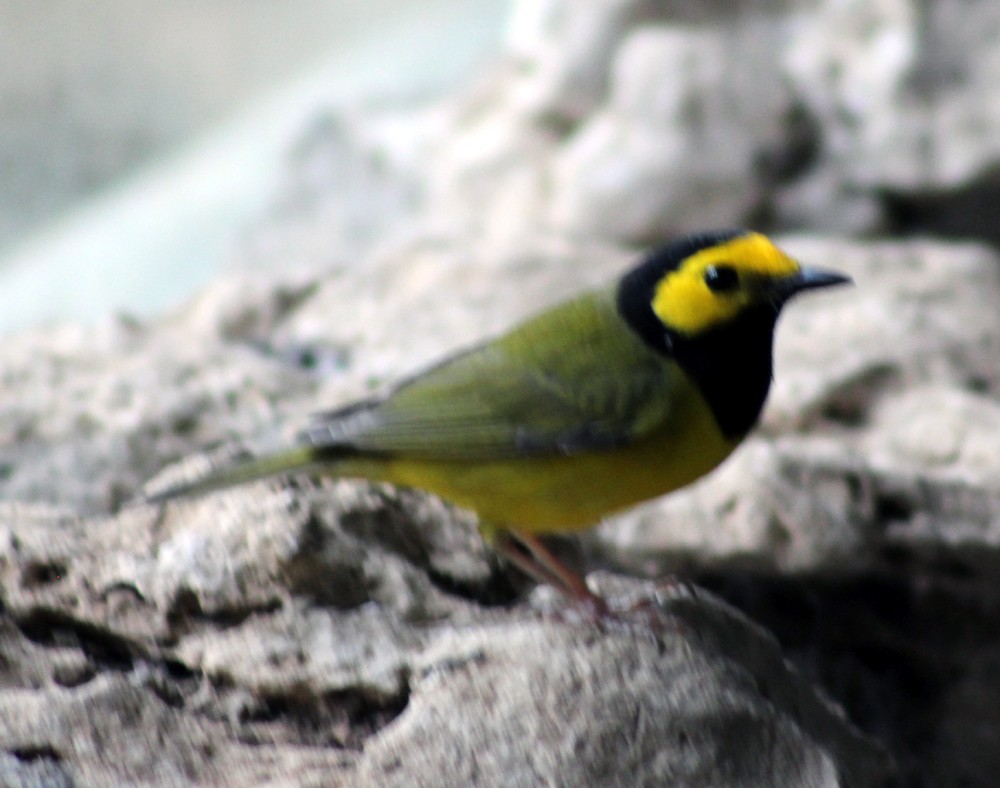 Hooded Warbler - Adrian Romo Garcia