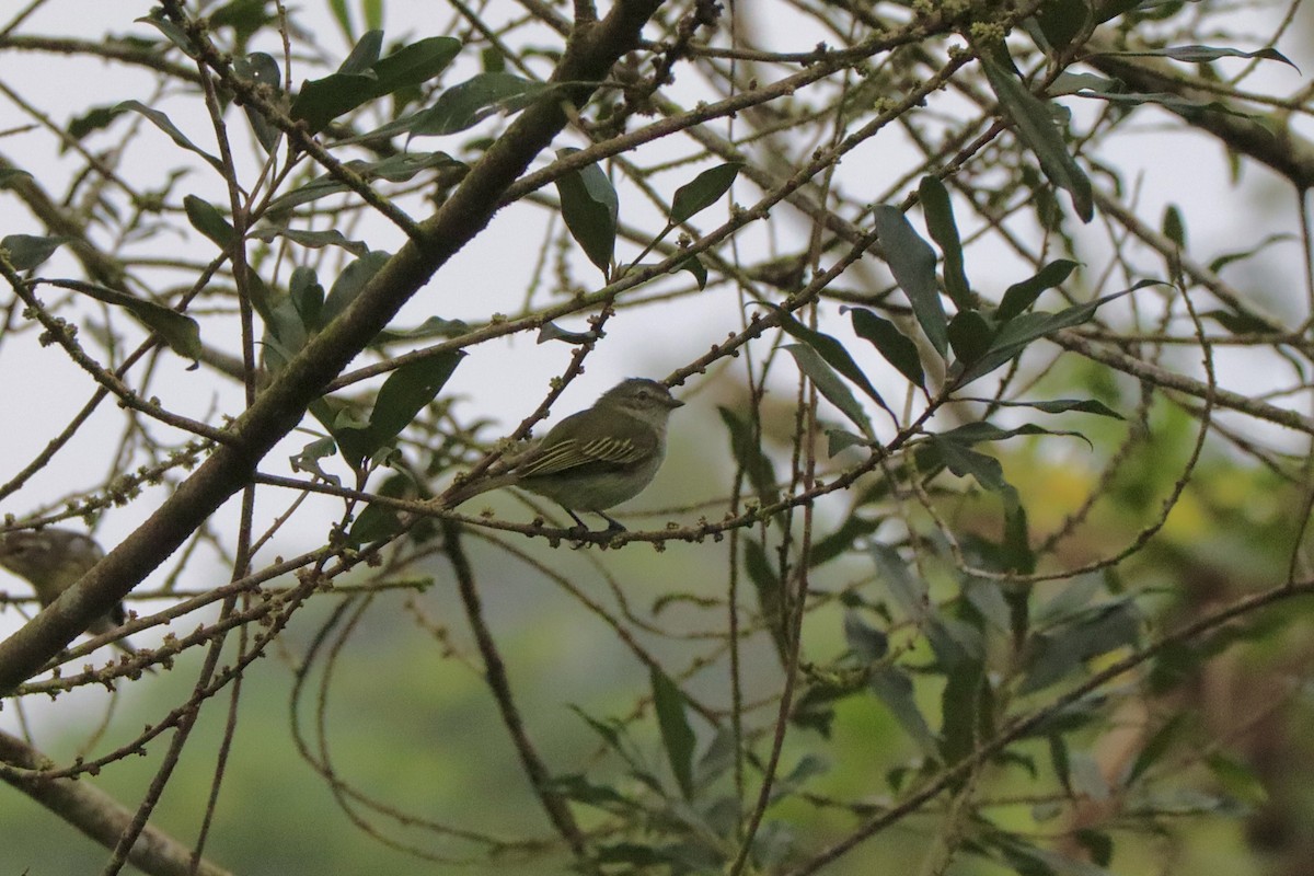 Mistletoe Tyrannulet - ML515698331