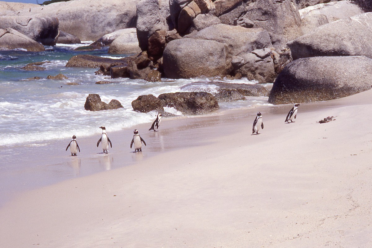 African Penguin - ML515698581