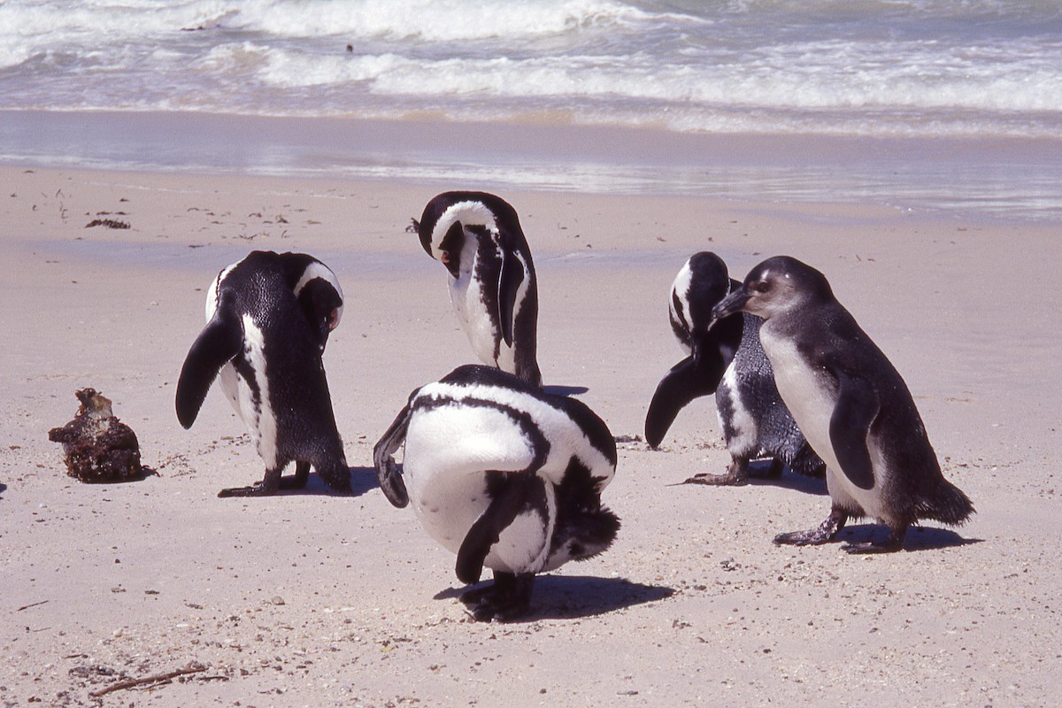 African Penguin - ML515698591