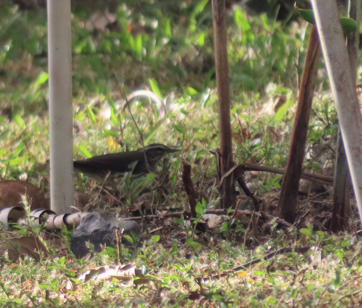 Northern Waterthrush - Ann Van Denburgh