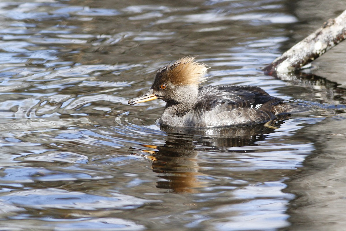 Hooded Merganser - Kyle Lima