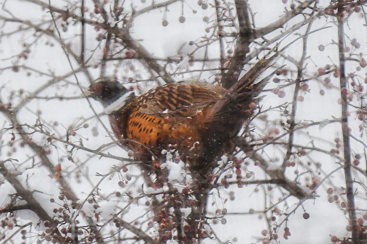 Ring-necked Pheasant - ML515702651