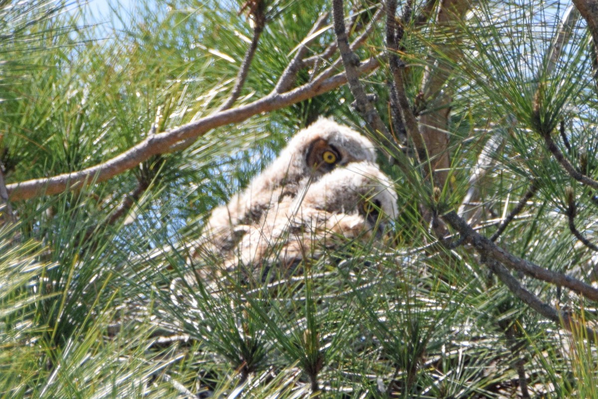 Great Horned Owl - ML51570431
