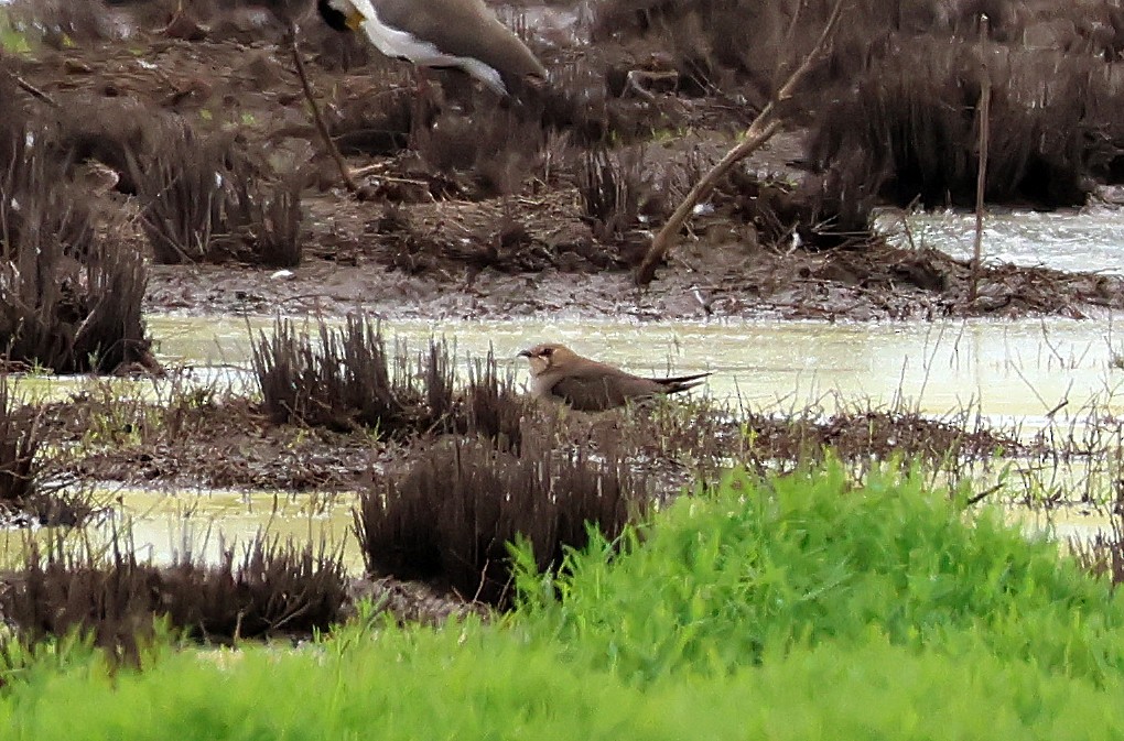 Oriental Pratincole - ML515704481