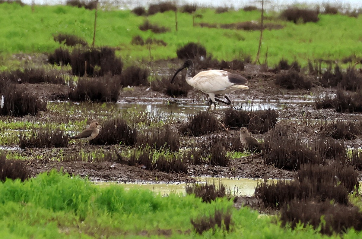 Oriental Pratincole - ML515704871