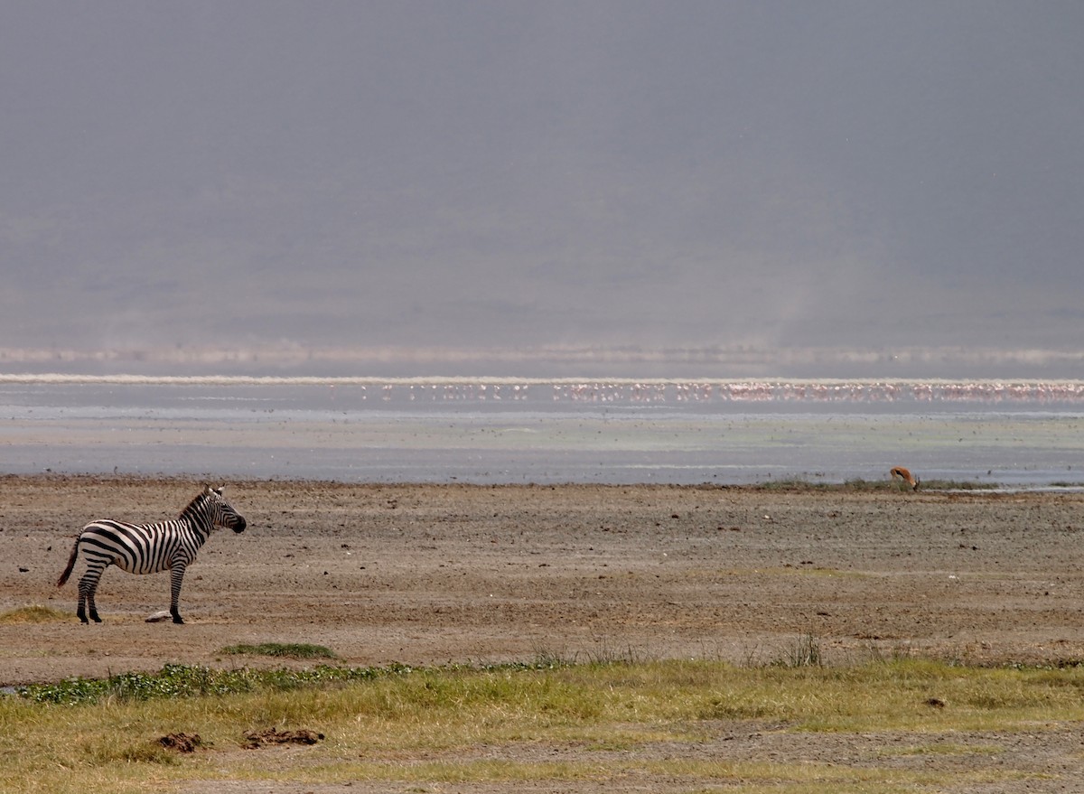 ub. flamingo (Phoenicopteridae sp.) - ML515705411