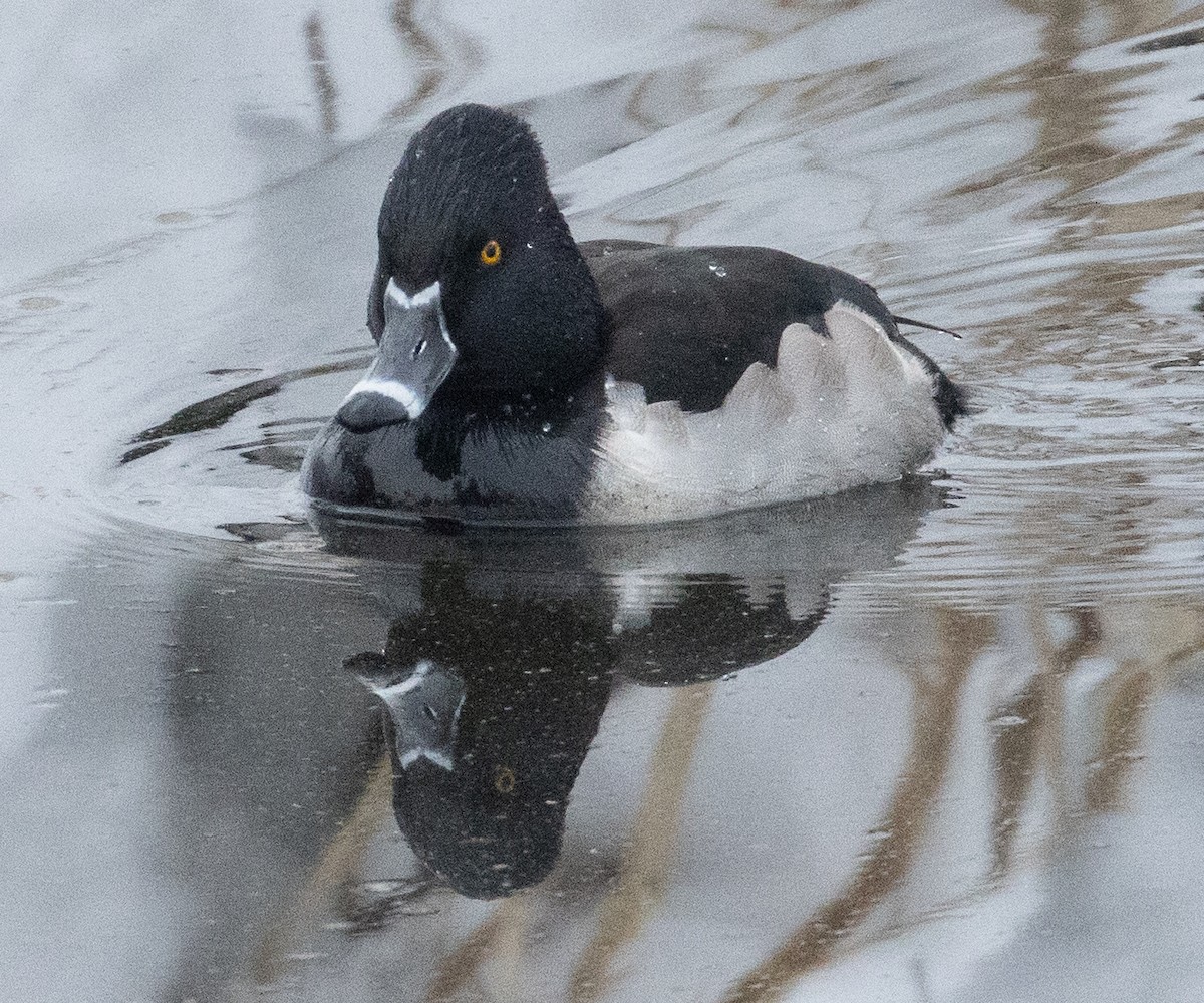 Ring-necked Duck - Colin Clasen