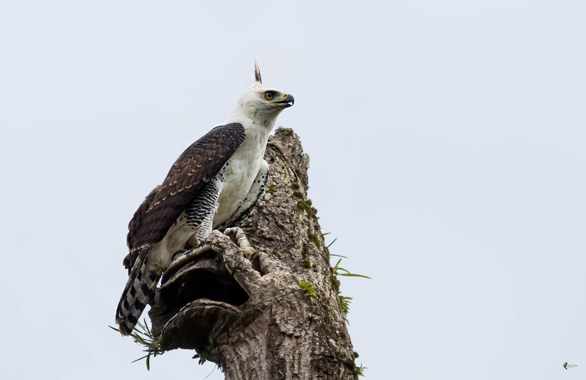 Ornate Hawk-Eagle - Jorge Gabriel Campos