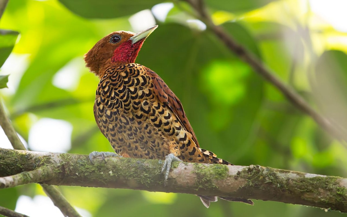 Cinnamon Woodpecker - Jorge Gabriel Campos