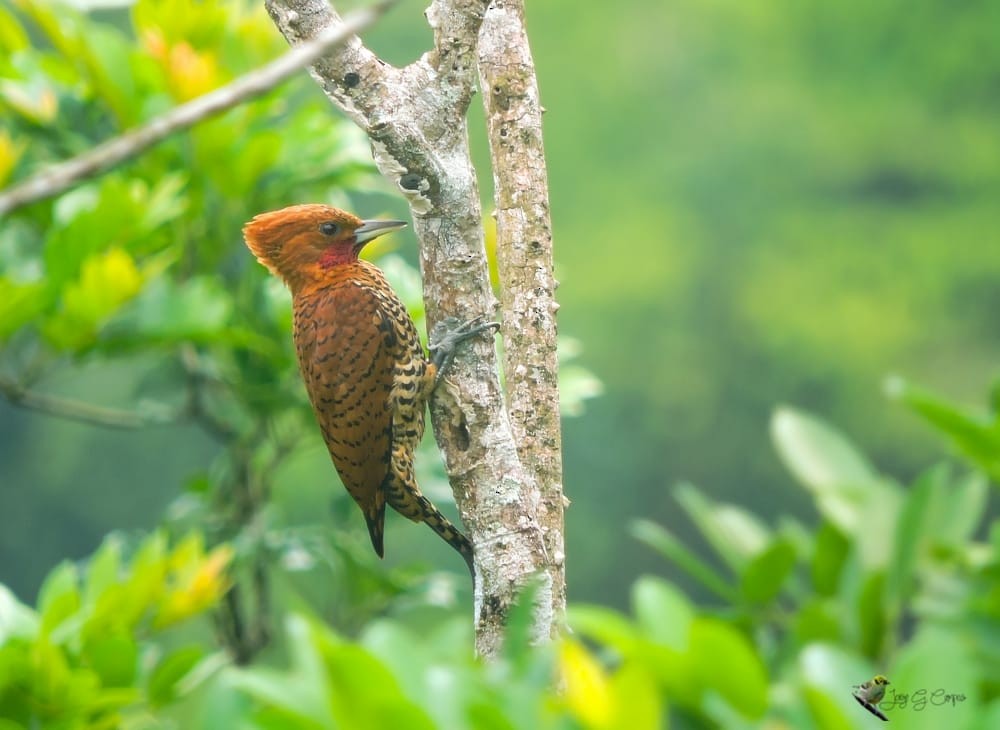 Cinnamon Woodpecker - Jorge Gabriel Campos