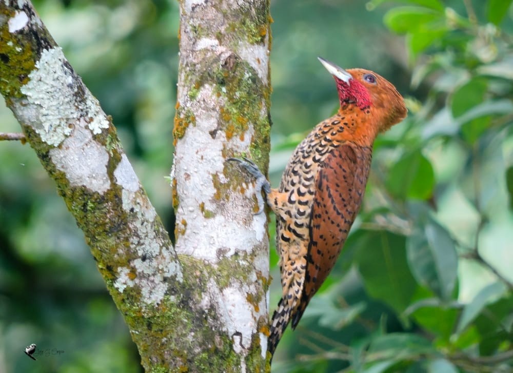 Cinnamon Woodpecker - ML515708011